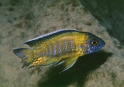 Aulonocara stuartgranti 'Mbowe Island'